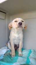 GIULIA, Hund, Mischlingshund in Italien - Bild 4