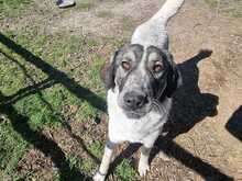 AMY, Hund, Mischlingshund in Griechenland