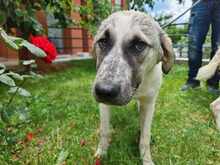 AMY, Hund, Mischlingshund in Griechenland - Bild 2