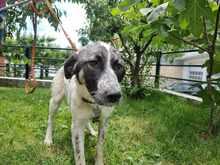 AMY, Hund, Mischlingshund in Griechenland - Bild 3