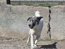 AMY, Hund, Mischlingshund in Griechenland - Bild 4