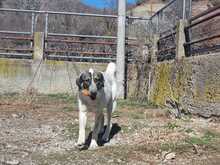 AMY, Hund, Mischlingshund in Griechenland - Bild 5