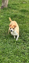 OZZY, Hund, Mischlingshund in Rumänien - Bild 1