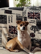 OZZY, Hund, Mischlingshund in Rumänien - Bild 2