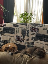 OZZY, Hund, Mischlingshund in Rumänien - Bild 3
