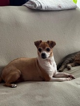 OZZY, Hund, Mischlingshund in Rumänien - Bild 4