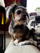CINDY, Hund, Yorkshire Terrier in Rumänien - Bild 1