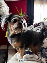 CINDY, Hund, Yorkshire Terrier in Rumänien - Bild 2