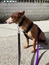 SIMON, Hund, Podenco Maneto in Spanien - Bild 1
