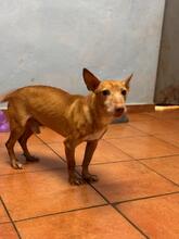SIMON, Hund, Podenco Maneto in Spanien - Bild 10
