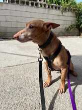 SIMON, Hund, Podenco Maneto in Spanien - Bild 2