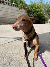 SIMON, Hund, Podenco Maneto in Spanien - Bild 3