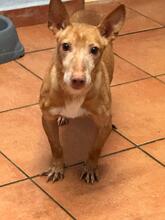 SIMON, Hund, Podenco Maneto in Spanien - Bild 4