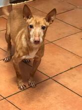 SIMON, Hund, Podenco Maneto in Spanien - Bild 5