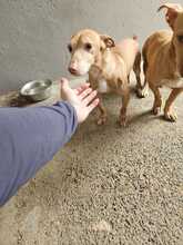 SIMON, Hund, Podenco Maneto in Spanien - Bild 6