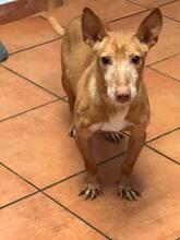 SIMON, Hund, Podenco Maneto in Spanien - Bild 7