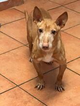SIMON, Hund, Podenco Maneto in Spanien - Bild 8