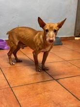 SIMON, Hund, Podenco Maneto in Spanien - Bild 9