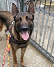 LUCY, Hund, Malinois-Mix in Spanien - Bild 1
