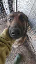 LUCY, Hund, Malinois-Mix in Spanien - Bild 2