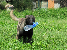 LUCY, Hund, Malinois-Mix in Spanien - Bild 3