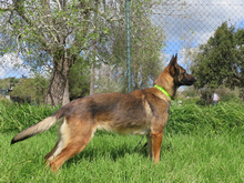 LUCY, Hund, Malinois-Mix in Spanien - Bild 4