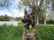 LUCY, Hund, Malinois-Mix in Spanien - Bild 5