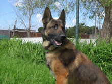 LUCY, Hund, Malinois-Mix in Spanien - Bild 6