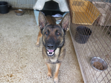 LUCY, Hund, Malinois-Mix in Spanien - Bild 7