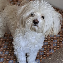 HABCSOK, Hund, Mischlingshund in Nörten-Hardenberg - Bild 2