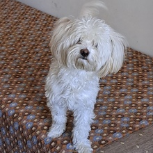 HABCSOK, Hund, Mischlingshund in Nörten-Hardenberg - Bild 4