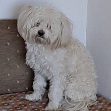 HABCSOK, Hund, Mischlingshund in Nörten-Hardenberg - Bild 5