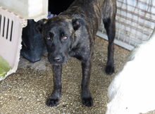 TIRITA, Hund, Mischlingshund in Spanien - Bild 5
