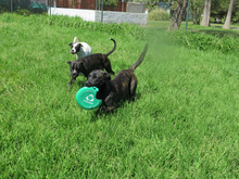 TIRITA, Hund, Mischlingshund in Spanien - Bild 7