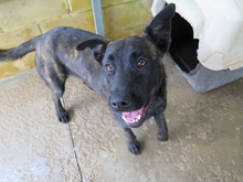 TIRITA, Hund, Mischlingshund in Spanien - Bild 8