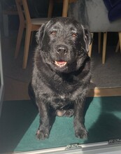 MIA, Hund, Labrador-Mix in Bad Homburg - Bild 2