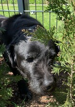MIA, Hund, Labrador-Mix in Bad Homburg - Bild 3