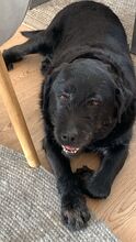 MIA, Hund, Labrador-Mix in Bad Homburg - Bild 4