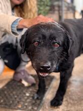 MIA, Hund, Labrador-Mix in Bad Homburg - Bild 5