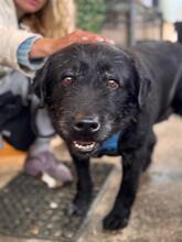 MIA, Hund, Labrador-Mix in Bad Homburg - Bild 6