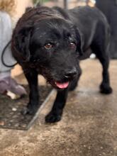MIA, Hund, Labrador-Mix in Bad Homburg - Bild 8