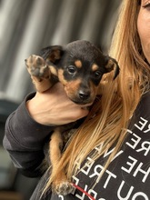 MURMEL, Hund, Mischlingshund in Bulgarien - Bild 1