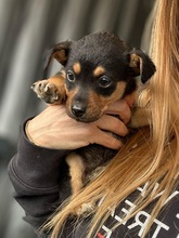 MURMEL, Hund, Mischlingshund in Bulgarien - Bild 2
