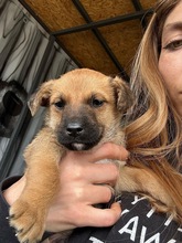 BELINO, Hund, Mischlingshund in Bulgarien - Bild 1