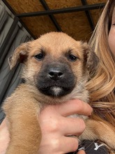 BELINO, Hund, Mischlingshund in Bulgarien - Bild 2