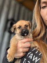 BELINO, Hund, Mischlingshund in Bulgarien - Bild 3