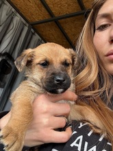 BELINO, Hund, Mischlingshund in Bulgarien - Bild 4