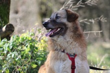 PENNY, Hund, Mischlingshund in Griechenland