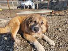 PENNY, Hund, Mischlingshund in Griechenland - Bild 3