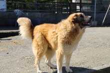 PENNY, Hund, Mischlingshund in Griechenland - Bild 5